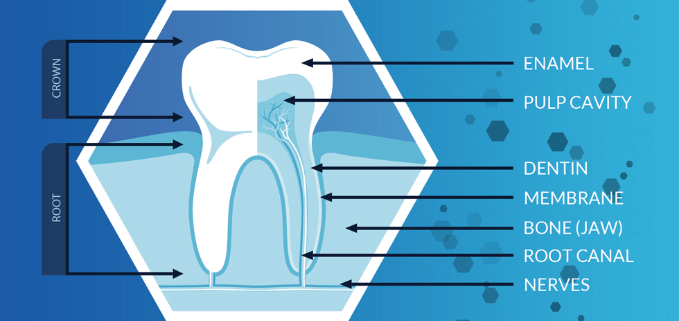 Tooth Anatomy Diagram